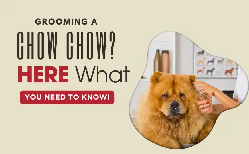 Grooming a Chow Chow Dog: All the Professional Tricks and Tips Unveiled